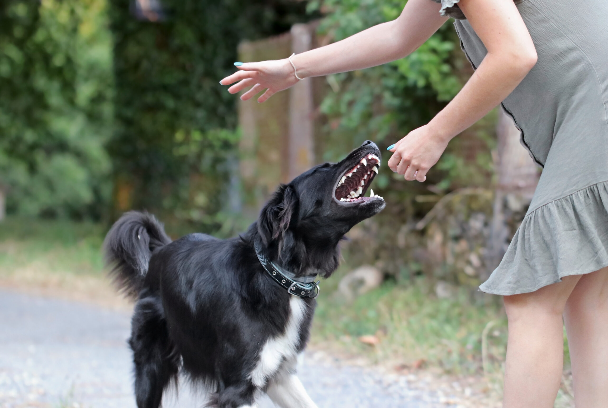 dog bite lawyer orange county