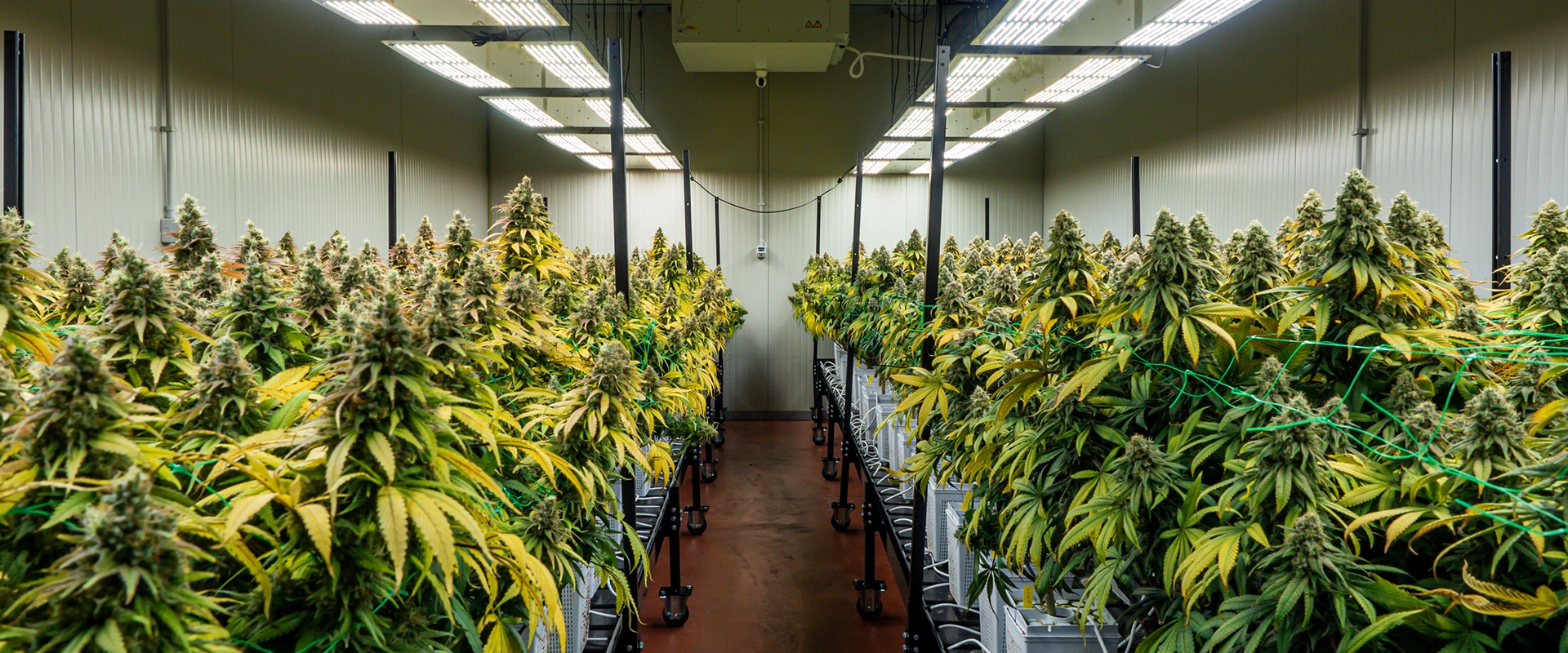 marijuana attorney orange county